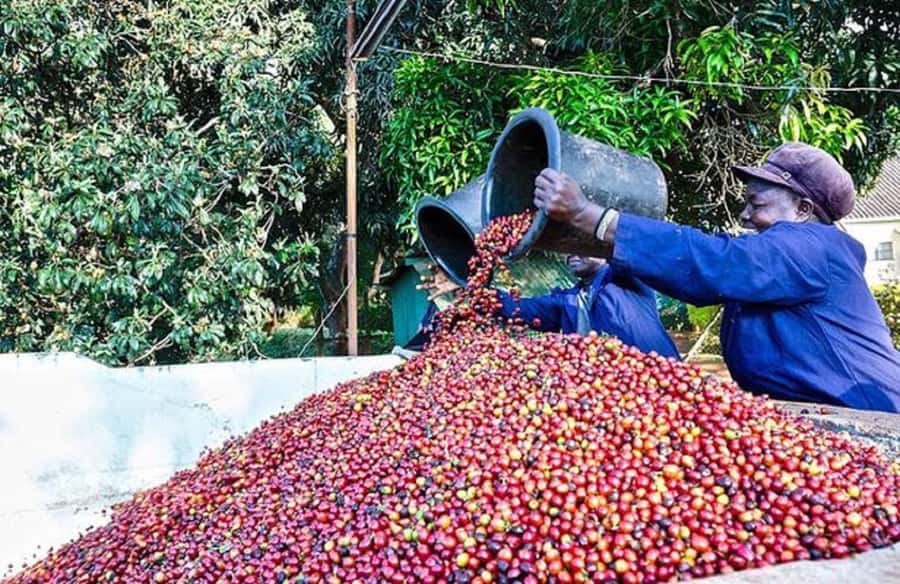 Coffee farm tour in nairobi with free pickup & drop off. - Leaving Nairobi for Kiambu