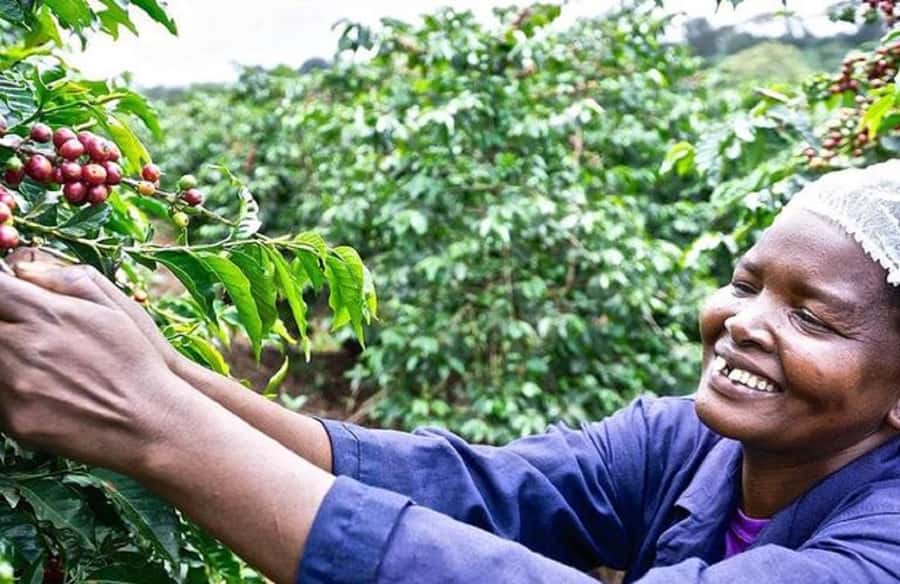 Coffee farm tour in nairobi with free pickup & drop off. - What makes Kenyan coffee taste different