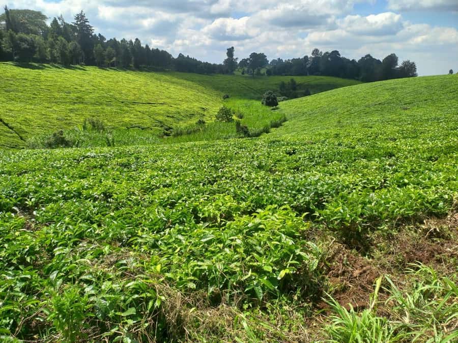 Coffee farm tour in nairobi with free pickup & drop off. - What the $70 price really covers