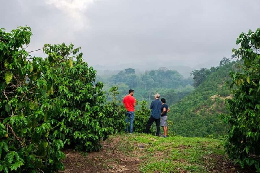 Coffee farm tour in nairobi with free pickup & drop off. - Walking through Fairview Coffee Estate