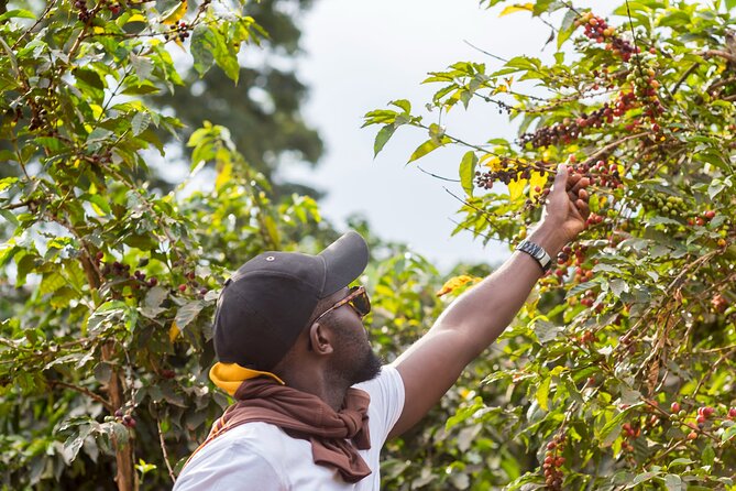 Coffee Farm Village & Factory Half Day Tour with Pick-Up - From farming to factory production