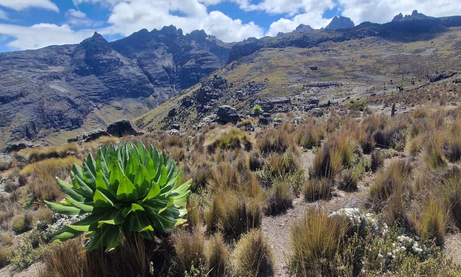 Conquer Mount Kenya: Mt Kenya Trekking via Chogoria 4-5 days - Day 4: Descending to Sirimon Gate
