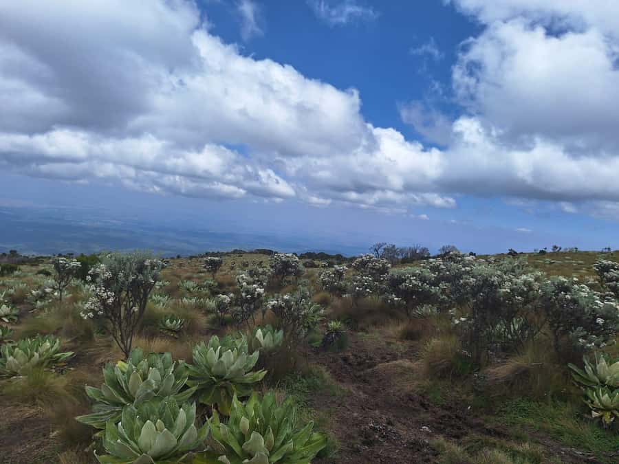 Conquer Mount Kenya: Mt Kenya Trekking via Chogoria 4-5 days - Food, camping, and the working mountain crew