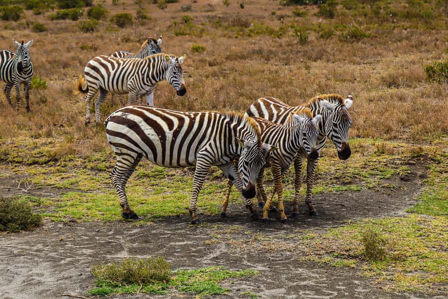 Crescent Island and Lake Naivasha: A Walking Safari - Crossing Lake Naivasha by boat