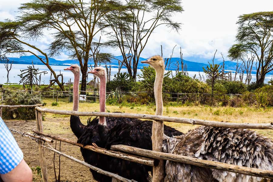 Crescent Island and Lake Naivasha: A Walking Safari - Walking among giraffes and zebras on Crescent Island