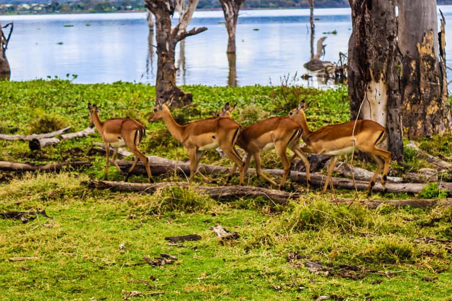 Crescent Island and Lake Naivasha: A Walking Safari - Is $194 good value for a seven-hour day?
