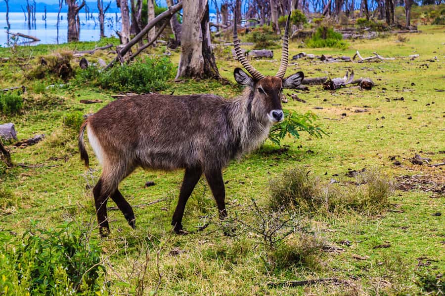 Crescent Island and Lake Naivasha: A Walking Safari - What to bring for the walk and boat