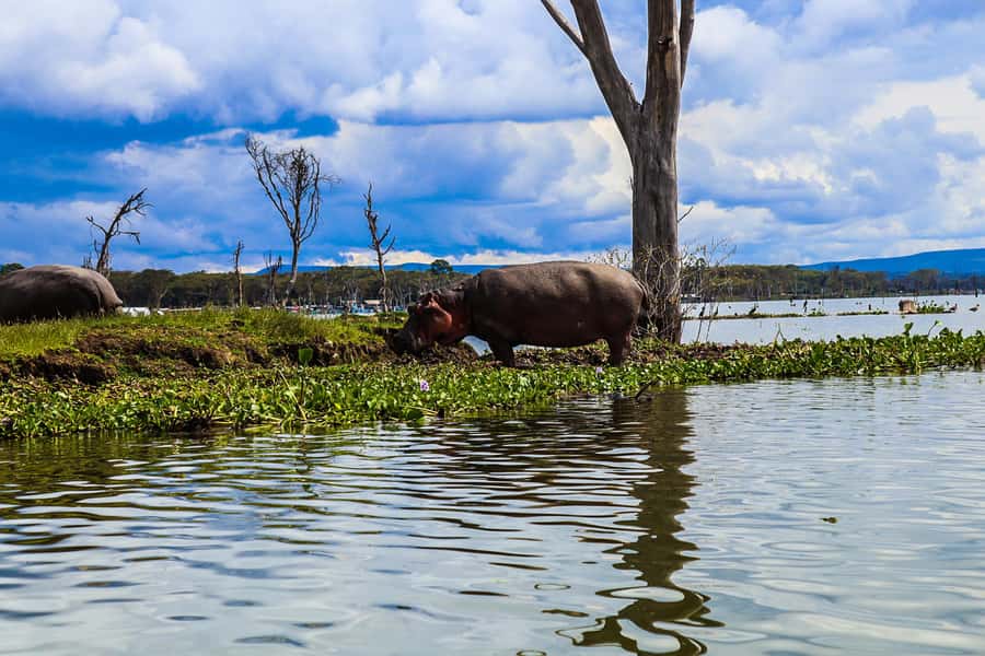 Crescent Island and Lake Naivasha: A Walking Safari - How the guides shape the day