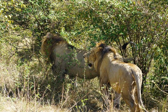 Daily departures 3 days masai mara by landcruiser - Two Nights at Olailepo Mara Camp