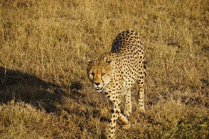 Daily departures 3 days masai mara by landcruiser - Land Cruiser Comfort and Group Size