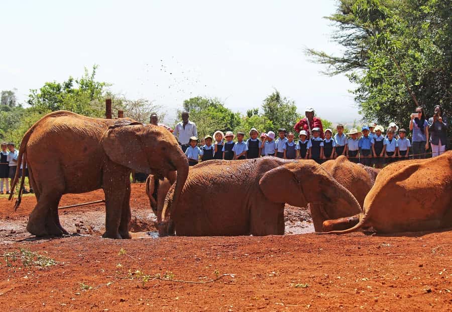 David Sheldrick Elephant Orphanage Guided Tour - The older calves take their turn