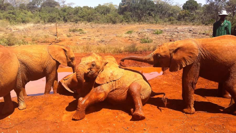 David Sheldrick Elephant Orphanage Guided Tour - Who will enjoy this three-hour outing