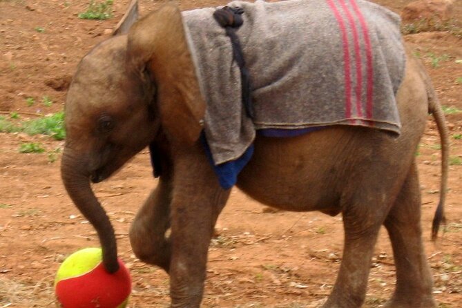 David Sheldrick Elephant Orphanage Half-Day Tour in Nairobi - Entering the Sheldrick viewing area at 11am
