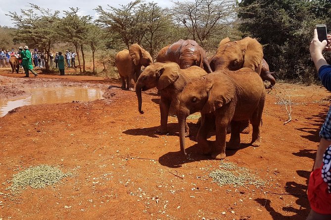 David Sheldrick Elephant Orphanage Half-Day Tour in Nairobi - The mandatory Nairobi National Park fee