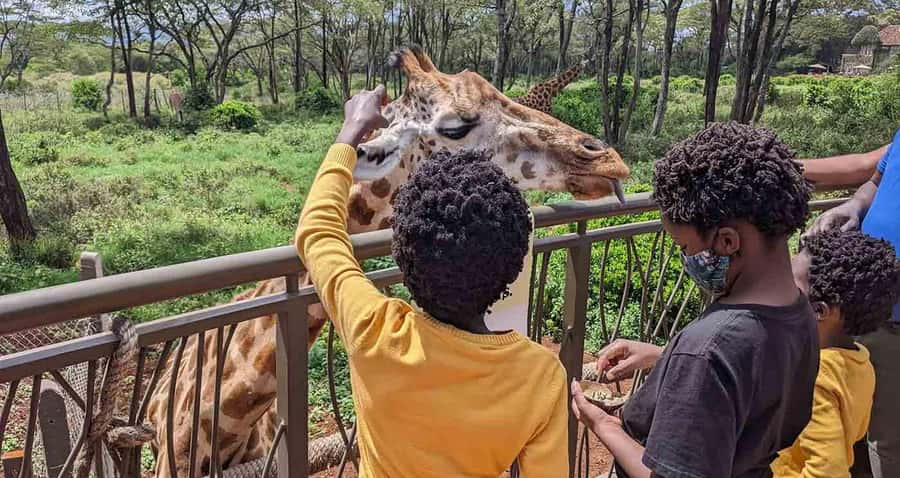 David Sheldrick wildlife Trust and Giraffe Center - Why these two Nairobi attractions work well together