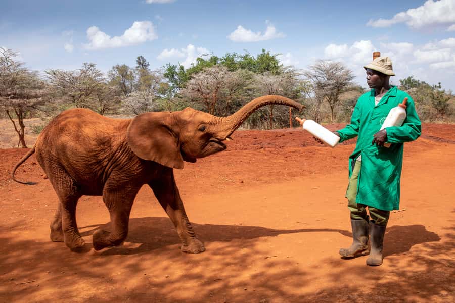 David Sheldrick wildlife Trust and Giraffe Center - Learning what happens to orphaned elephants