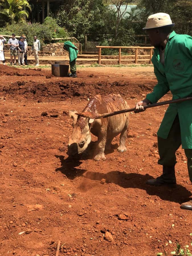 David Sheldrick wildlife Trust and Giraffe Center - Choosing the Nairobi National Park option