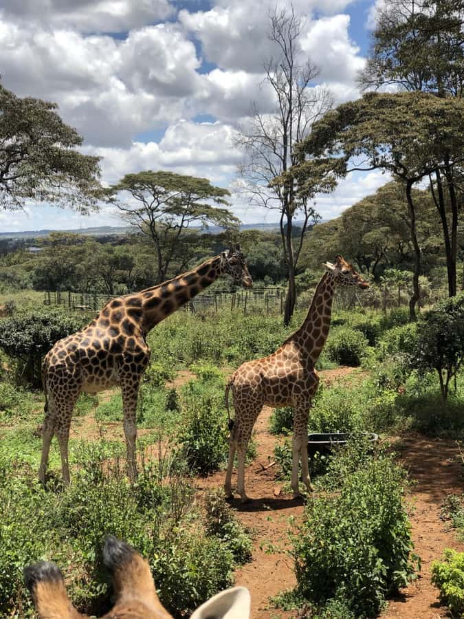 David Sheldrick wildlife Trust and Giraffe Center - Should you book the Giraffe Centre and elephant trust tour?