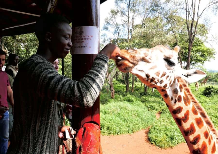 David Sheldrick Wildlife Trust & Giraffe Center with Lunch - Key points at a glance