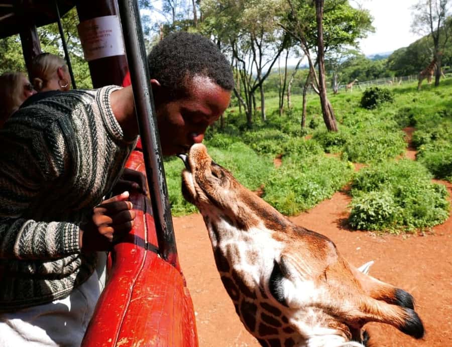 David Sheldrick Wildlife Trust & Giraffe Center with Lunch - Feeding giraffes at the Giraffe Centre