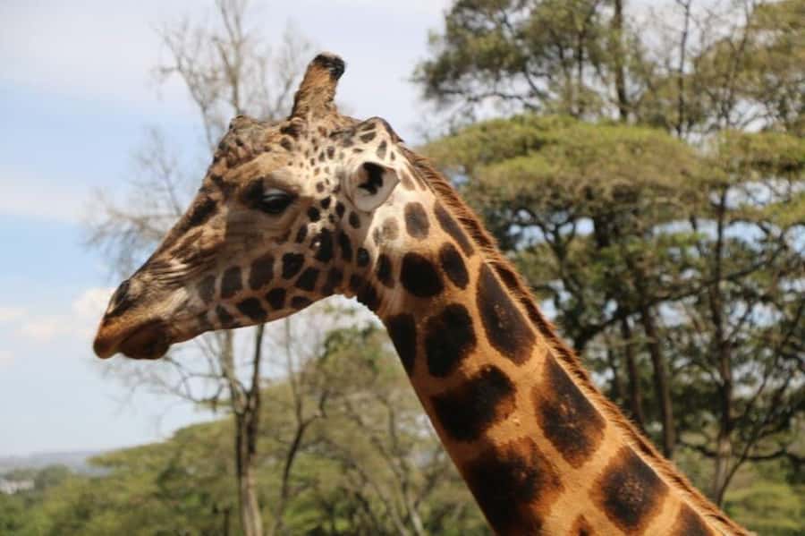 David Sheldrick Wildlife Trust & Giraffe Center with Lunch - The Nairobi National Park fee needs attention