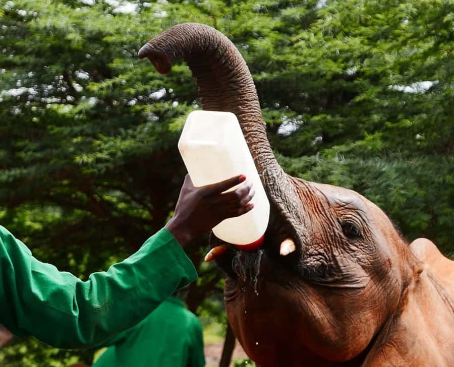 David Sheldrick Wildlife Trust & Giraffe Center with Lunch - Who will get the most from this tour