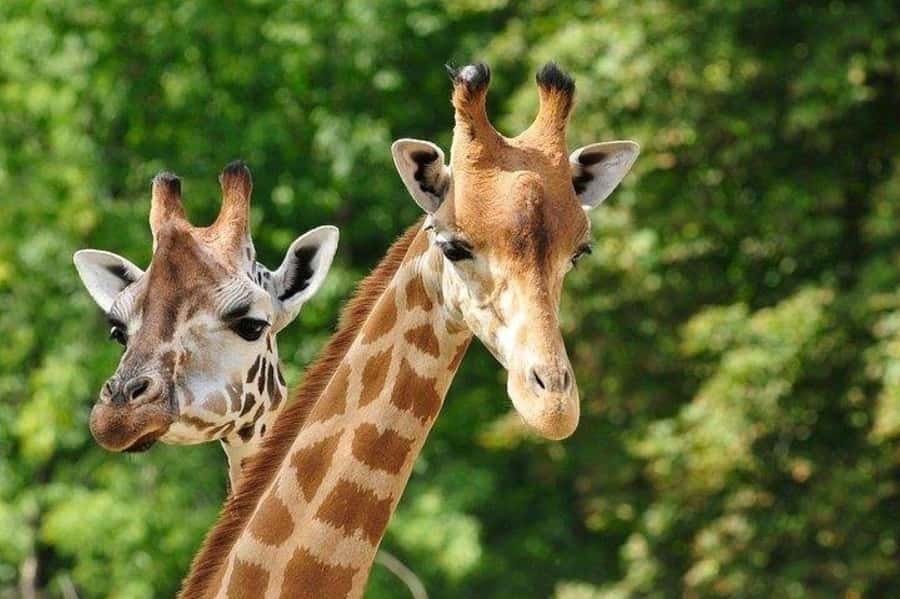 David Sheldrick Wildlife Trust & Giraffe Center with Lunch - Practical advice before you book