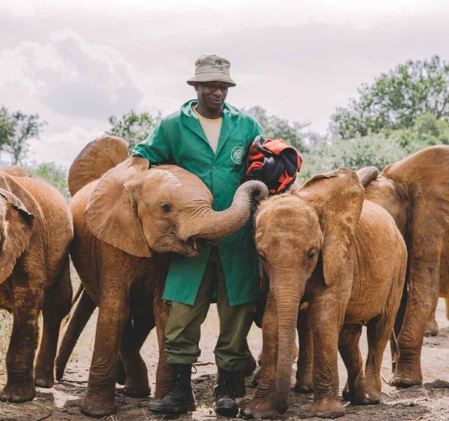 David Sheldrick Wildlife Trust Guided Tour and Tickets - Why the David Sheldrick Wildlife Trust visit feels different