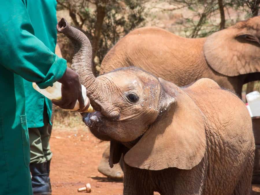 David Sheldrick Wildlife Trust Guided Tour and Tickets - The stories behind the rescued calves