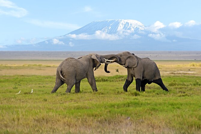 Day Tour - Amboseli National Park From Nairobi - Key points before you book