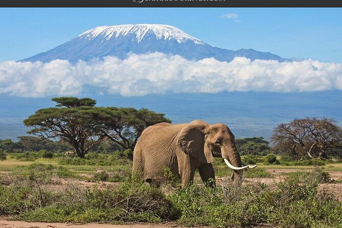 Day Tour - Amboseli National Park From Nairobi - Why Amboseli makes sense as a day trip from Nairobi
