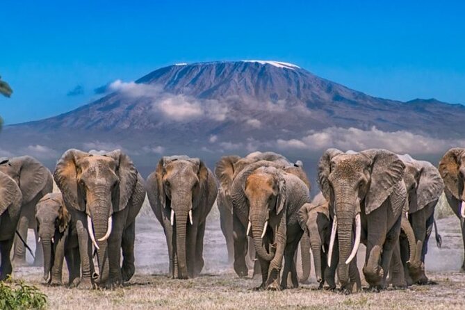 Day Tour - Amboseli National Park From Nairobi - Morning game drive: the best use of your early arrival