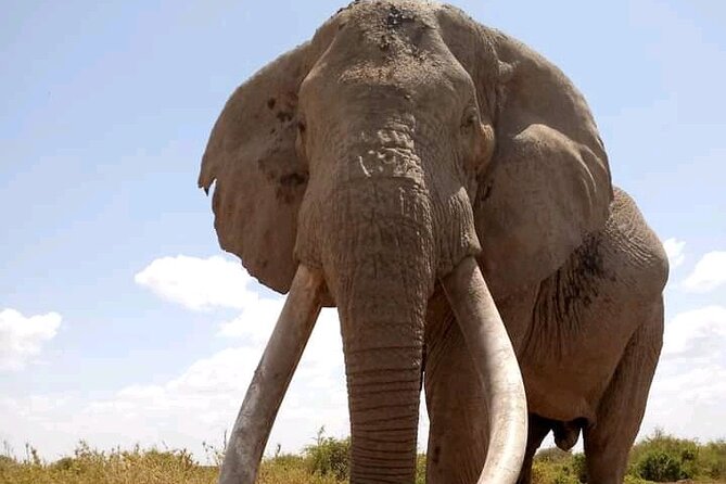 Day Tour - Amboseli National Park From Nairobi - Afternoon game drive and the Kilimanjaro view