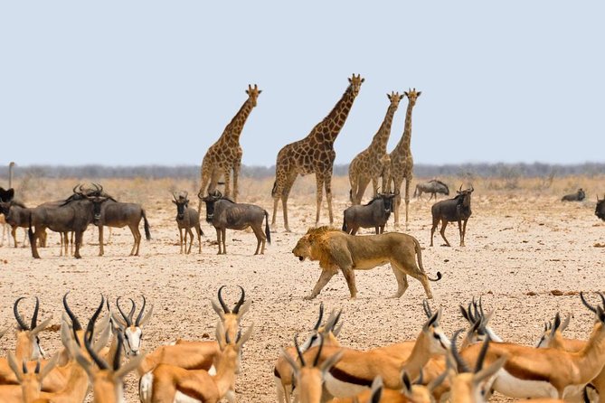 Day Tour Amboseli Park From Nairobi - Lunch at about 12:30 p.m., with an extra cost