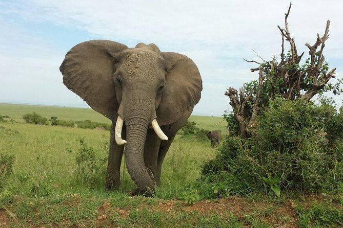 Day Tour Amboseli Park From Nairobi - Is $180 good value for a one-day Amboseli trip?