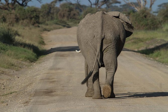 Day Tour Amboseli Park From Nairobi - Who will enjoy this day trip most?