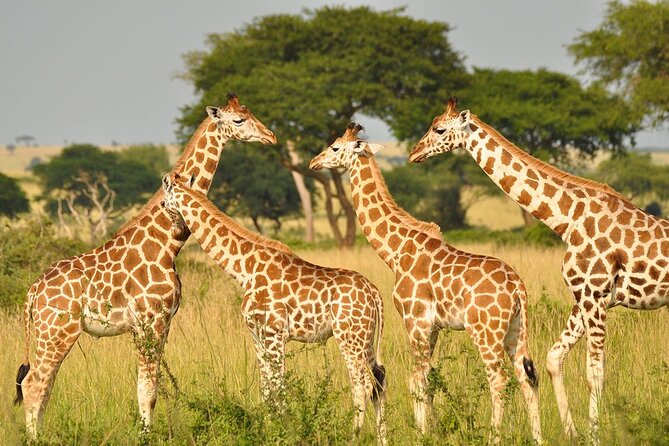 Day Tour at Nairobi National Park and Giraffe Centre - The optional Kobe Beads Factory visit