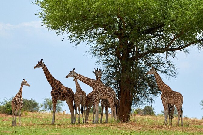 Day Tour at Nairobi National Park and Giraffe Centre - Who will get the most from this day