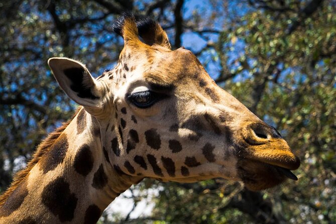 Day Tour at Nairobi National Park and Giraffe Centre - Should you book the Nairobi wildlife and giraffe day?