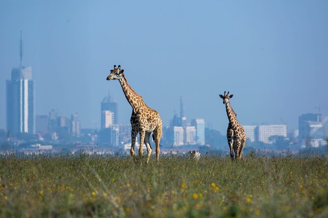 Day Tour at Nairobi National Park and Giraffe Centre - What you might see inside the park