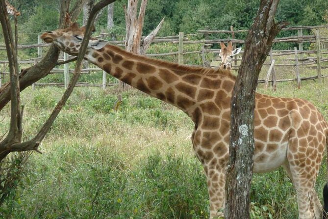 Day Tour Giraffe Center, Karen blixen and Lunch at Carnivore - Meeting Rothschild giraffes at the Giraffe Centre