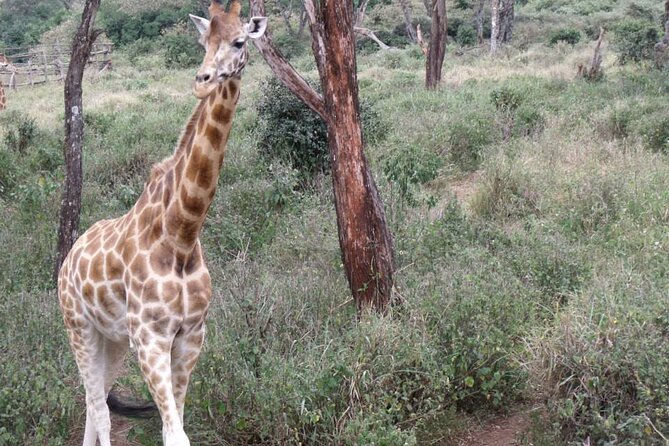 Day Tour Giraffe Center, Karen blixen and Lunch at Carnivore - Lunch at Carnivore, Nairobi’s famous meat restaurant