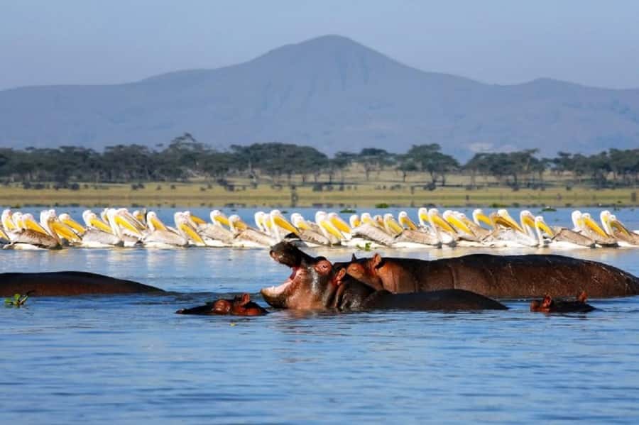 Day tour Hells gate and lake Naivasha from Nairobi - Key points before you book