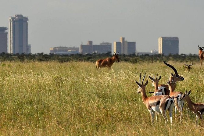 Day Tour Nairobi Museum, Giraffe Centre & Nairobi National Park - A one-hour lunch stop, with food on your own
