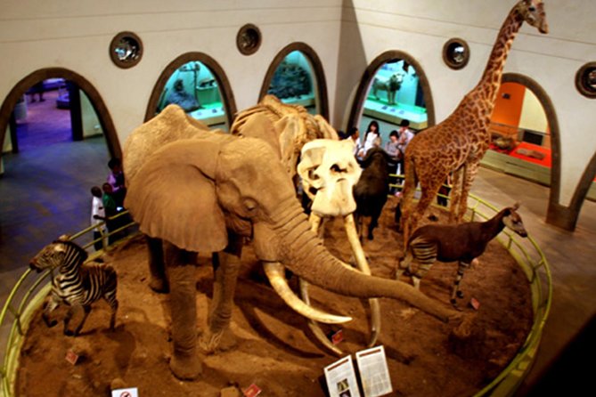 Day Tour Nairobi Museum, Giraffe Centre & Nairobi National Park - Four hours inside Nairobi National Park