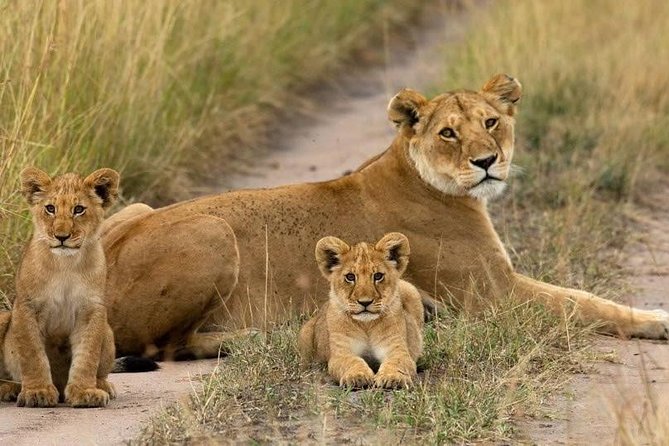 Day Tour Nairobi National Park - Why Nairobi National Park works for a one-day safari
