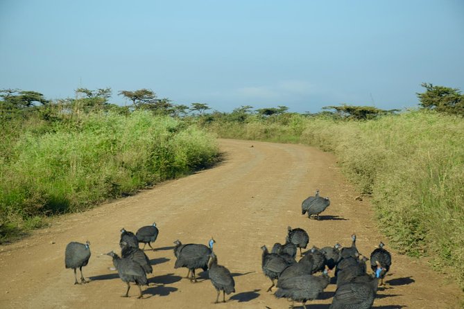 Day Tour Nairobi National Park - Searching the grassland for Nairobi’s wildlife