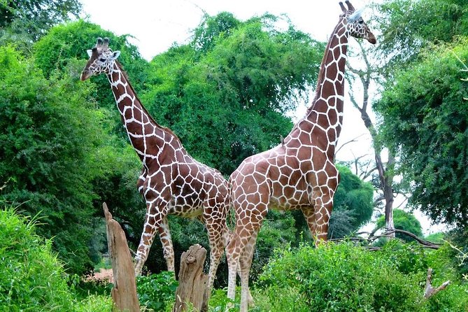 Day Tour Nairobi National Park - Lunch at the park restaurant