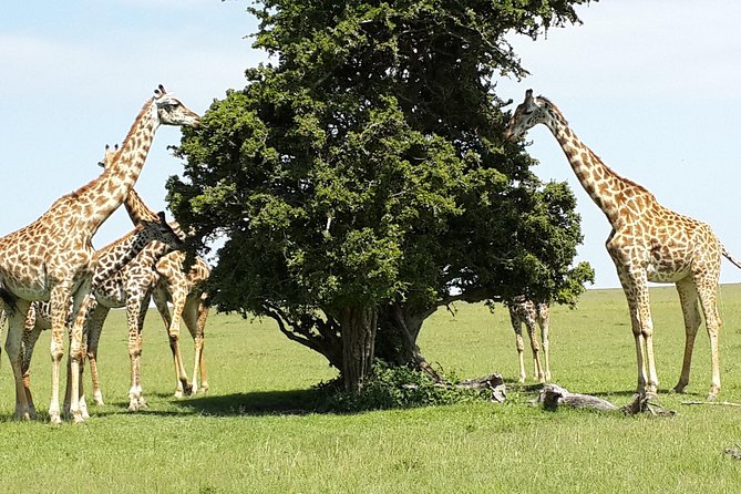 Day Tour Nairobi National Park - What the small-group format adds