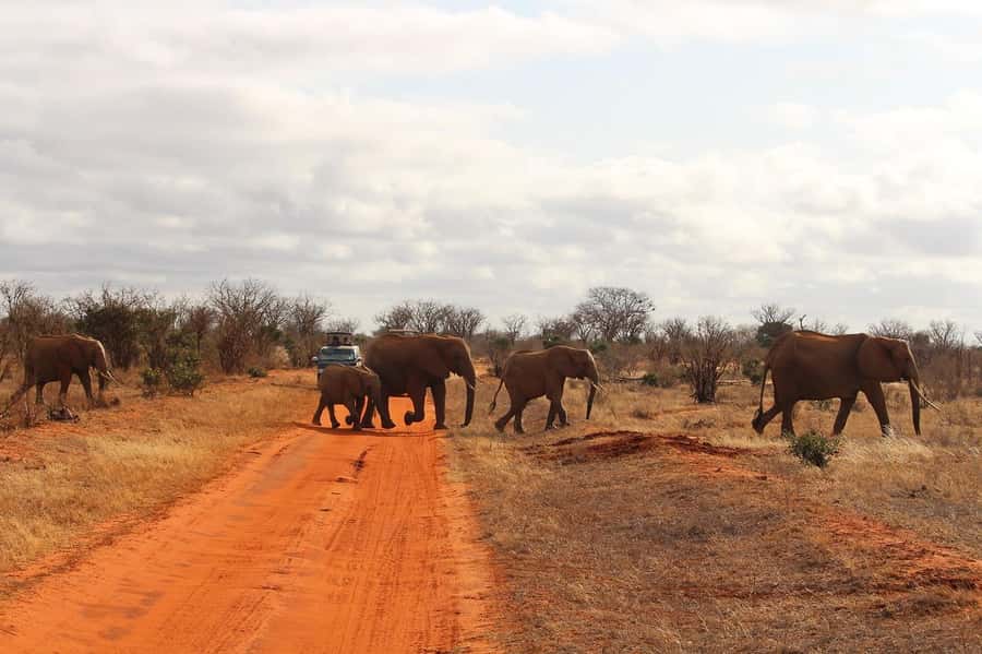 Day Tour of Tsavo East National Park from Mombasa/Diani - Why Tsavo East makes a strong one-day safari